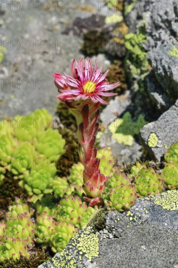 Blooming mountain houseleek