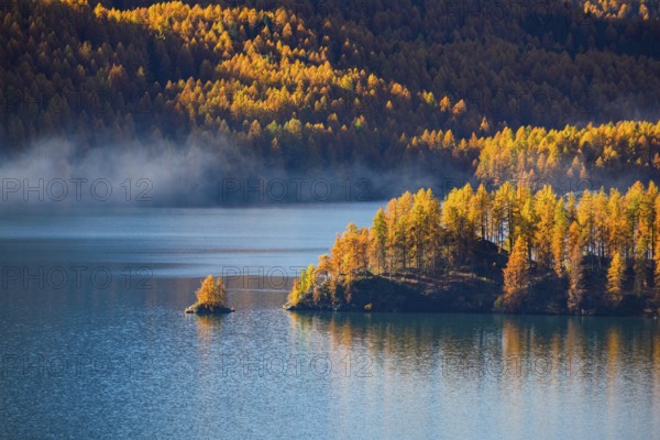 Larch forest around Lake Sils, Upper Engadin, Canton of GraubÃ¼nden, Switzerland