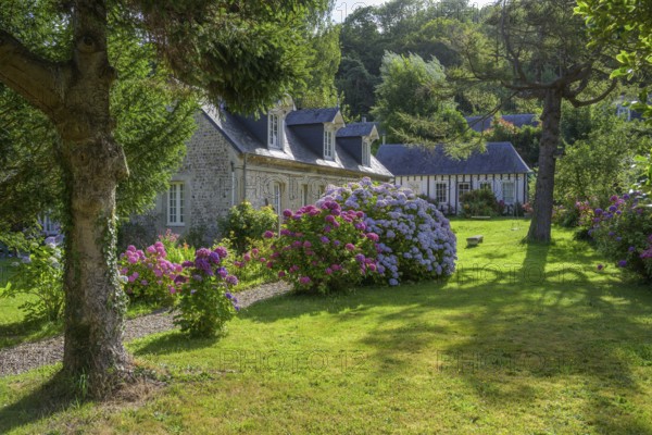 Stone house and blooming hydrangeas, Vaucottes, Vattetot-sur-Mer, Seine-Maritime Department, France