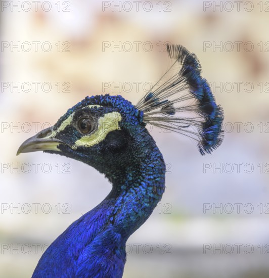 Indian peafowl (Pavo scalloped ribbonfish) at the castle of, Saint-Germain-de-Livet, DÃ©partement Calvados, France