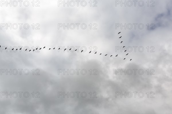 Flock of birds, bird migration, formation, dark clouds in autumn, DÃ¶mitz, Hamburg metropolitan region, Ludwigslust-Parchim, Mecklenburg-Western Pomerania, Germany