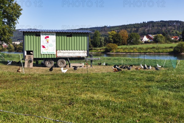 Mobile chicken coop, chicken mobile, free-range chickens, free-range eggs, Weserufer, Verhagen, Hesse, Germany