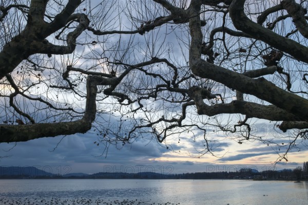 Winding tree branches of roof plane trees in front of a lake with cloudy sky in an evening mood, Radolfzell am Lake Constance, district of Konstanz, Baden-WÃ¼rttemberg, Germany