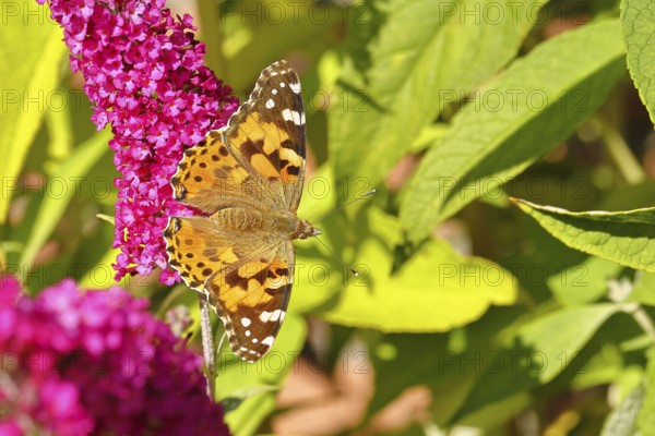 Thistle butterfly (Vanessa cardui) on a Buddleja davidii flower, Wilnsdorf, North Rhine-Westphalia, Germany