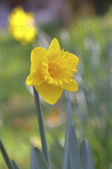 Daffodil (Narcissus), yellow flower in a garden, close-up, Wilnsdorf, North Rhine-Westphalia, Germany