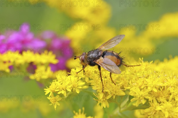 Hedgehog fly (Tachina fera), collecting nectar from a yellow flower of Solidago canadensis (Solidago canadensis), close-up, macro photograph, Wilnsdorf, North Rhine-Westphalia, Germany