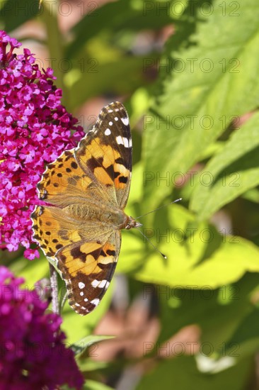 Thistle butterfly (Vanessa cardui) on a Buddleja davidii flower, Wilnsdorf, North Rhine-Westphalia, Germany
