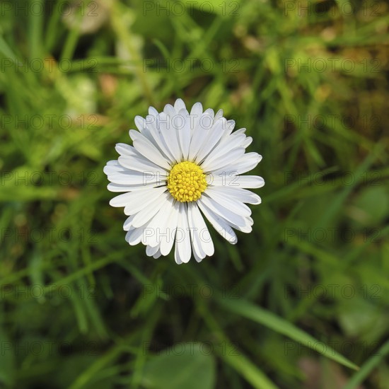 Daisy (Bellis perennis), flower on a lawn in a garden, close-up, Wilnsdorf, North Rhine-Westphalia, Germany