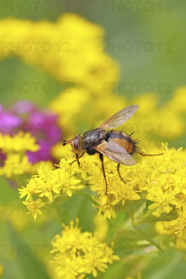 Hedgehog fly (Tachina fera), collecting nectar from a yellow flower of Solidago canadensis (Solidago canadensis), close-up, macro photograph, Wilnsdorf, North Rhine-Westphalia, Germany