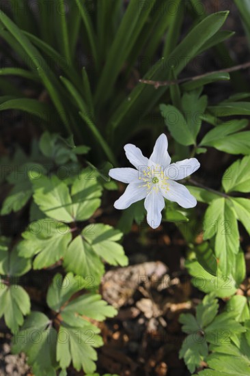 Close-up of an anemone (Anemone nemorosa, synonym: Anemonoides nemorosa) on the ground of a forest in spring, Germany