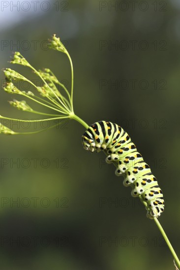Swallowtail caterpillar (Papilio machaon), caterpillar sitting on Wild carrot (Daucus carota), Trupbacher Heide nature reserve with heathland and nutrient-poor grassland, former military training area, Siegerland, North Rhine-Westphalia, Germany
