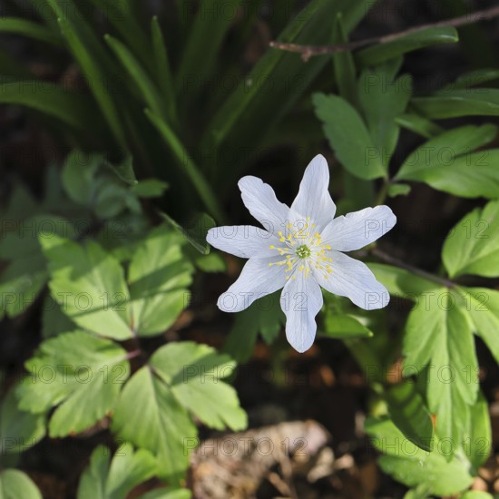 Close-up of an anemone (Anemone nemorosa, synonym: Anemonoides nemorosa) on the ground of a forest in spring, Germany