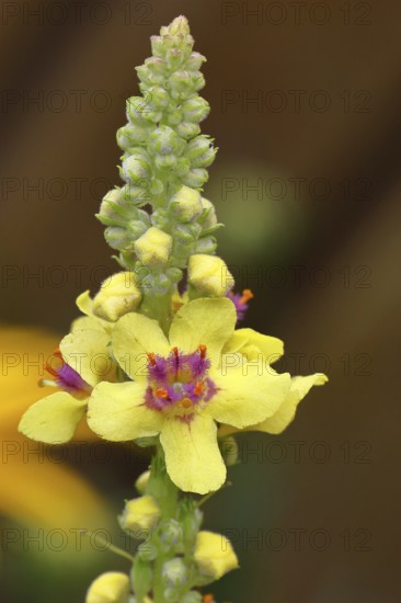 Dark mullein (Verbascum nigrum), flowers, inflorescence, in a natural garden, close-up, Wilnsdorf, North Rhine-Westphalia, Germany
