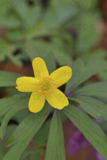 Yellow Anemone, Anemone ranunculoides, Yellow Wood Anemone, Anemone ranunculoides, in a beech forest, Wilnsdorf, North Rhine-Westphalia, Germany