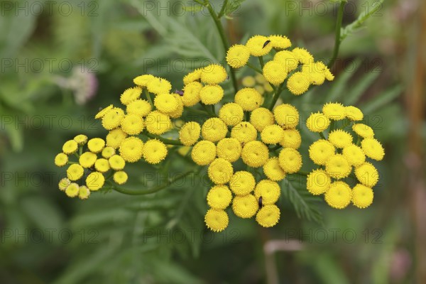 Tansy or worm fern (Tanecetum vulgare), inflorescence, medicinal plant, Wilnsdorf, North Rhine-Westphalia, Germany