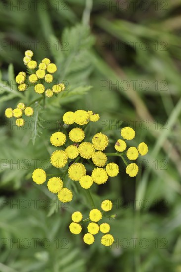 Tansy or worm fern (Tanecetum vulgare), inflorescence, medicinal plant, Wilnsdorf, North Rhine-Westphalia, Germany