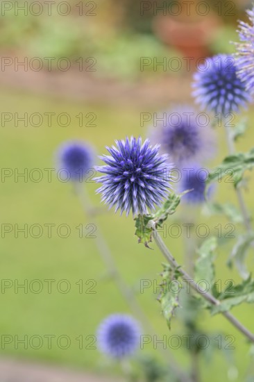 Blue globe thistle (Echinops ritro), flowers, ornamental plant in a garden, Wilnsdorf, North Rhine-Westphalia, Germany