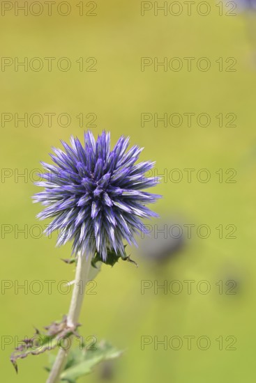 Blue globe thistle (Echinops ritro), flower, ornamental plant in a garden, Wilnsdorf, North Rhine-Westphalia, Germany