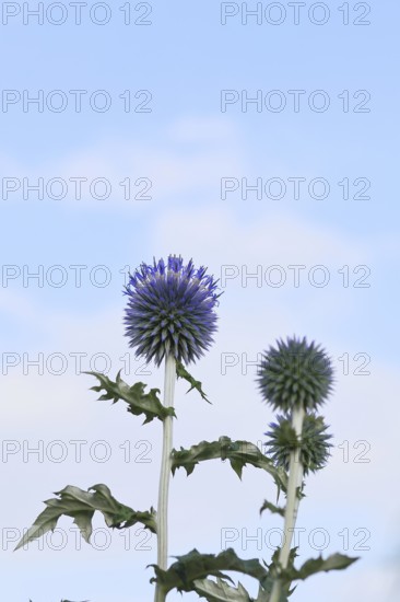 Blue globe thistle (Echinops ritro), flowers in front of a blue sky, ornamental plant in a garden, Wilnsdorf, North Rhine-Westphalia, Germany