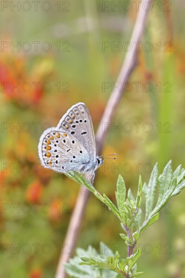 Blue butterfly (Polyommatus icarus), common blue, male on a leaf in a meadow, underside of wings, butterfly (butterfly) of the family Lycaenidae, occurrence in Europe, North Africa and Asia, Wilnsdorf, North Rhine-Westphalia, Germany