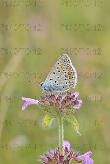Blue butterfly (Polyommatus icarus), common blue, female on a flower of the woodland cistus (Stachys sylvatica) on a forest path, underside of wings, butterfly (butterfly) of the family Lycaenidae, occurrence in Europe, North Africa and Asia, wildlife, Wilnsdorf, North Rhine-Westphalia, Germany