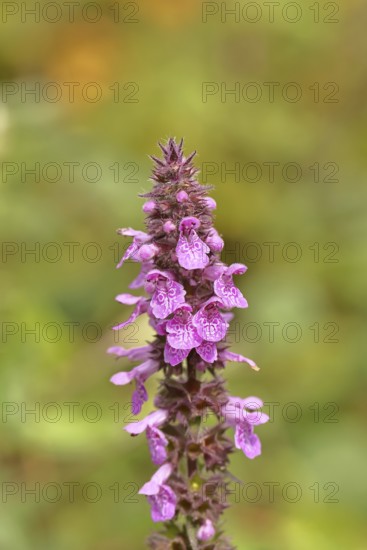 Forest willow (Stachys sylvatica), flower, inflorescence on a forest path, the plant was formerly also used as a medicinal plant (Herba Lamii sylvatici foetidi), Wilnsdorf, North Rhine-Westphalia, Germany