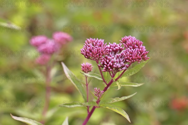 Hemp agrimony (Asteraceae), flowering on a forest path, summer, Wilnsdorf, North Rhine-Westphalia, Germany