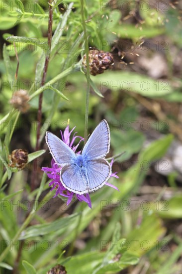 Common blue butterfly (Polyommatus icarus), male on a flower of the meadow knapweed or common knapweed (Centaurea jacea) on a forest path, upper wing, butterfly (diurnal butterfly) of the family Lycaenidae, occurrence in Europe, North Africa and Asia, wildlife, Wilnsdorf, North Rhine-Westphalia, Germany