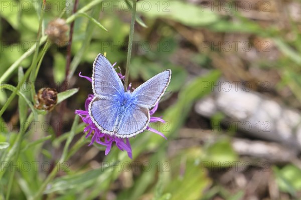 Common blue butterfly (Polyommatus icarus), male on a flower of the meadow knapweed or common knapweed (Centaurea jacea) on a forest path, upper wing, butterfly (diurnal butterfly) of the family Lycaenidae, occurrence in Europe, North Africa and Asia, wildlife, Wilnsdorf, North Rhine-Westphalia, Germany
