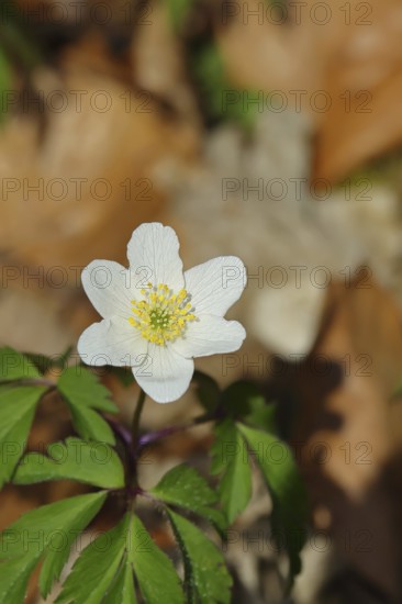 Close-up of an anemone (Anemone nemorosa, synonym: Anemonoides nemorosa) on the ground of a forest in spring, Wilnsdorf, North Rhine-Westphalia, Germany