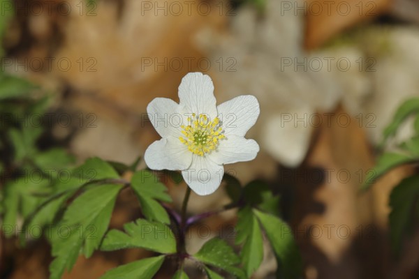 Close-up of an anemone (Anemone nemorosa, synonym: Anemonoides nemorosa) on the ground of a forest in spring, Wilnsdorf, North Rhine-Westphalia, Germany