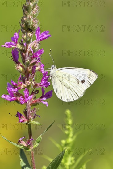 A Cabbage butterfly (Pieris brassicae) sucking nectar on the flower of the purple loosestrife (Lythrum salicaria), in a natural environment in the wild, nice bokeh in the background, Wildlife, Insects, Butterflies, Butterflies, Wilnsdorf, North Rhine-Westphalia, Germany