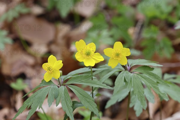 Yellow Anemone, Anemone ranunculoides, Yellow Wood Anemone, Anemone ranunculoides, in a beech forest, Wilnsdorf, North Rhine-Westphalia, Germany