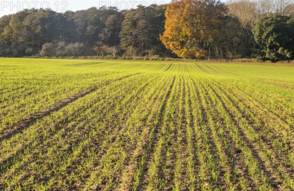 Green shoots of arable winter cereal crop growing in field rows down hillside, Shottisham, Suffolk, England, UK
