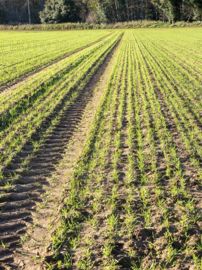 Green shoots of arable winter cereal crop growing in field rows down hillside, Shottisham, Suffolk, England, UK