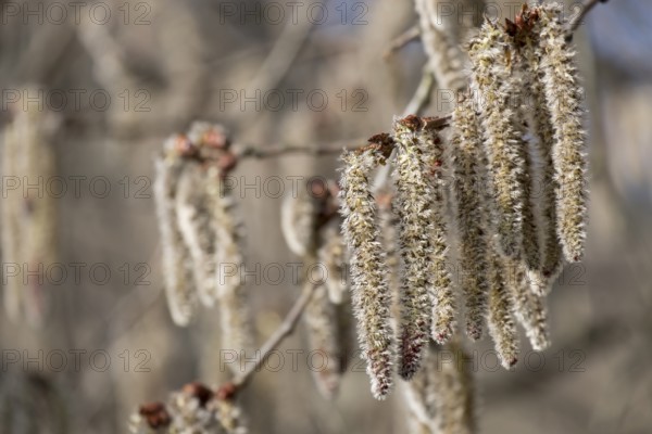 Trembling poplar flowers, aspen (Populus tremula), Palatinate, Rhineland-Palatinate, Germany
