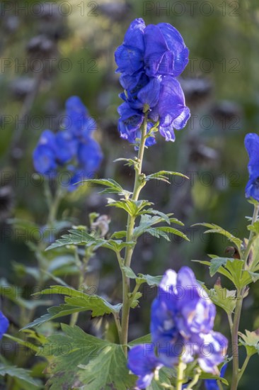 Monkshood (Aconitum napellus), North Rhine-Westphalia, Germany