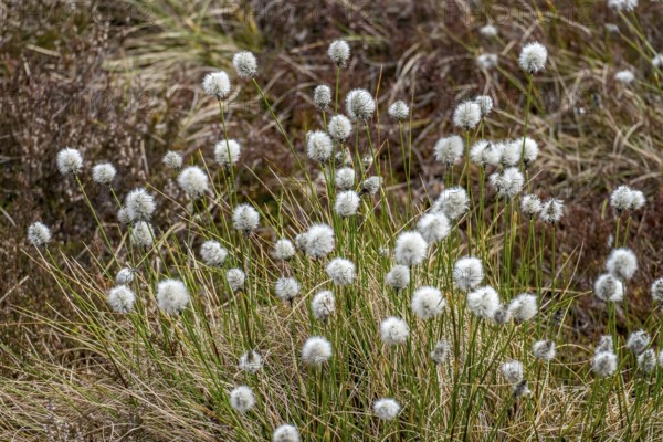 Schwarzes Moor Nature Reserve, Hochmoor, RhÃ¶n UNESCO Biosphere Reserve, Fladungen, Bavaria, Germany