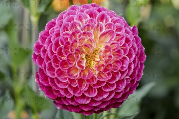 Dahlia (Dahlia), MÃ¼nsterland, North Rhine-Westphalia, Germany
