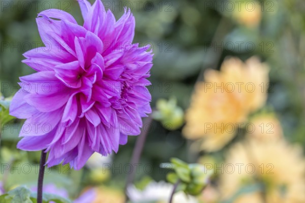 Close-up of a purple dahlia flower in the foreground with blurred yellow background in a garden, North Rhine-Westphalia, Germany