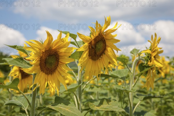 Sunflowers (Helianthus annuus), sunflower field, Palatinate, Rhineland-Palatinate, Germany