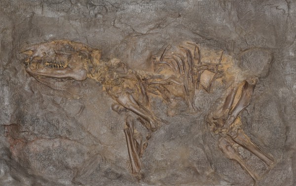 Fossil prehistoric horse (PropalÃ¤otherium parvulum), impression or replica, oil shale, Eocene, fossilisation, mammal, vertebrate, dentition, rock, remains, animal, excavation, palaeontology, natural science, science, research, evolution, fossil, fossils, geology, nature, prehistoric, sediment, skeleton, bone, stone, ancient, primeval, prehistoric, fossilise, fossilisation, prehistory, site Unesco World Heritage Site Messel Pit, Darmstadt-Dieburg district, Hesse, Germany