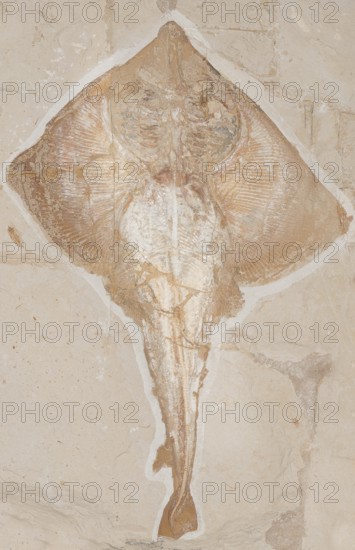 Fossilised extinct stingray (Rajorhina), ray, Cretaceous, rock, remains of fossil fish, excavation, palaeontology, evolution, fossil, fossils, geology, natural science, science, research, sea, nature, ocean, prehistoric, sediment, skeleton, stone, ancient, primitive, prehistoric, fossilise, fossilisation, prehistory, water, site Hgula, Lebanon