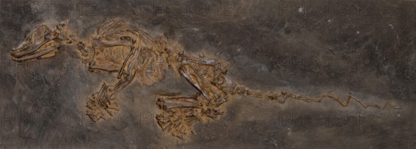 Insectivorous fossil mammal (Kopidodon macrognathus), imprint or replica, oil shale, Eocene, fossilisation, vertebrate, rock, remains, animal, excavation, palaeontology, natural science, science, research, evolution, fossil, fossils, geology, nature, prehistoric, sediment, skeleton, bone, stone, ancient, primeval, prehistoric, fossilise, fossilisation, prehistory, site Unesco World Heritage Site Messel Pit, Darmstadt-Dieburg district, Hesse, Germany