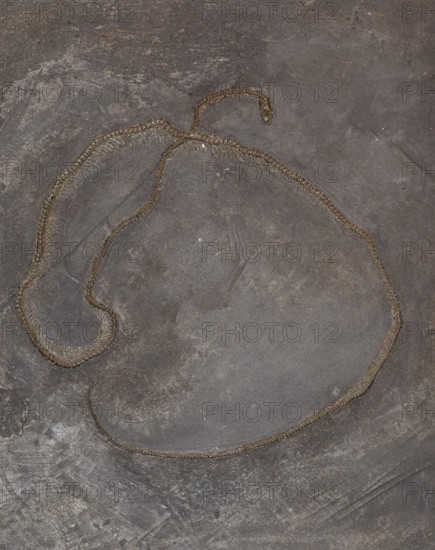 Fossil snake, imprint, replica, oil shale, Eocene, petrification, vertebrate, rock, remains, animal, excavation, paleontology, natural science, science, research, evolution, fossil, fossils, geology, nature, prehistoric, sediment, skeleton, bone, stone, ancient, original, prehistoric, petrification, fossilization, discovery, prehistory, Location Unesco World Heritage Site Messel, Darmstadt-Dieburg District, Hesse, Germany