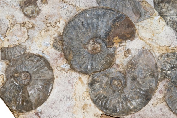 Ammonite (Amaltheus stokesi), Lias gamma-delta boundary bank, rock, remains, ammonite, excavation, palaeontology, evolution, fossil, fossils, geology, natural science, science, research, sea, ocean, prehistoric, sediment, skeleton, stone, ancient, original, prehistoric, fossilisation, prehistoric, spiral, marine animal, decoration, cephalopod, shell, nautilida, nautilus, snail, snail shell, octopus, mollusc, site Harz foreland, Lower Saxony, Germany