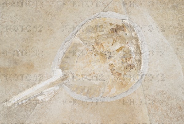Horseshoe crab, horseshoe crab (Mesolimulus walchi), White Jurassic (Malm), Zeta 2, rock, remains, crab, excavation, palaeontology, evolution, fossil, fossils, geology, natural science, science, research, sea, ocean, prehistoric, sediment, skeleton, stone, ancient, primeval, fossilisation, prehistoric, Solnhofener Plattenkalk, limestone, lithographic slate, Solnhofener Platten, Blumenberg quarry site, EichstÃ¤tt, AltmÃ¼hltal nature park Park, Middle Franconia, Bavaria, Germany