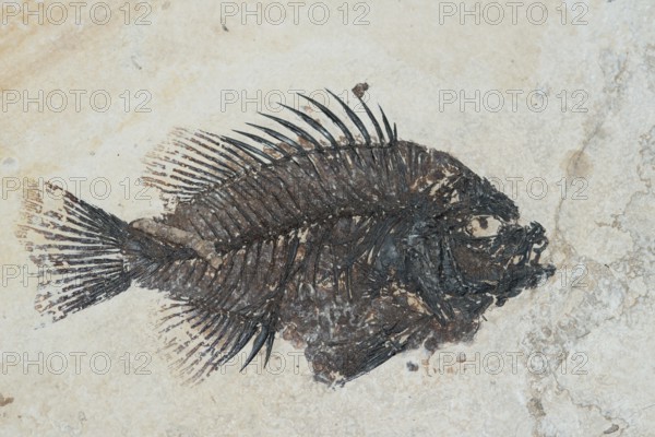 Sea bass fossil from the Eocene (Priscacara serrata), sea bass, rock, remains of fossil fish, bones, excavation, palaeontology, evolution, fossil, fossils, geology, natural science, science, research, sea, nature, ocean, prehistoric, sediment, skeleton, stone, ancient, primordial, prehistoric, fossilise, fossilisation, prehistory, water, Fossil Lake site, Fossil Butte National Monument Kemmerer National Park, Wyoming, USA