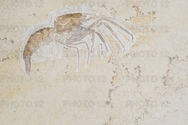 Fossil crab (Aeger tipularius) and dendrites, White Jurassic (Malm), Zeta 2, rock, remains with visible antennae, excavation, palaeontology, evolution, fossil, fossils, geology, natural science, science, research, sea, nature, ocean, prehistoric, sediment, skeleton, stone, ancient, primordial, prehistoric, fossilisation, prehistory, water, Devonian, Blumenberg quarry site, EichstÃ¤tt, AltmÃ¼hltal nature park Park, Middle Franconia, Bavaria, Germany