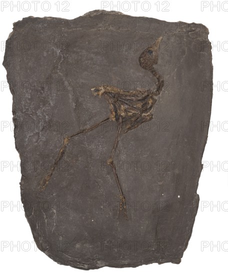 Fossil Messel rail, Messel rail, Messel crane (Messelornis cristata), impression or replica, oil shale, Eocene, fossilisation, bird, birds, vertebrate, rock, remains, animal, excavation, palaeontology, natural science, science, research, evolution, fossil, fossils, geology, nature, prehistoric, sediment, skeleton, bone, stone, ancient, primeval, prehistoric, fossilise, fossilisation, prehistory, site Unesco World Heritage Site Messel Pit, Darmstadt-Dieburg district, Hesse, Germany